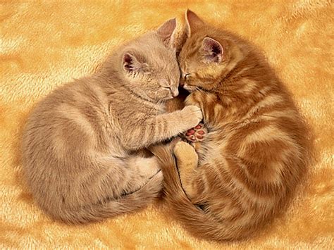 40 Really Cute Cuddling Kittens In The World The Design Inspiration