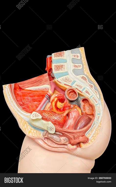 The major muscles of the abdomen include the rectus abdominis in front, the external obliques at the sides, and the latissimus dorsi muscles in the back. Internal Female Organs Image & Photo (Free Trial) | Bigstock