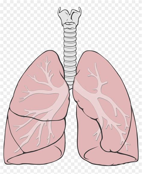 Alveoli Diagram Unlabeled