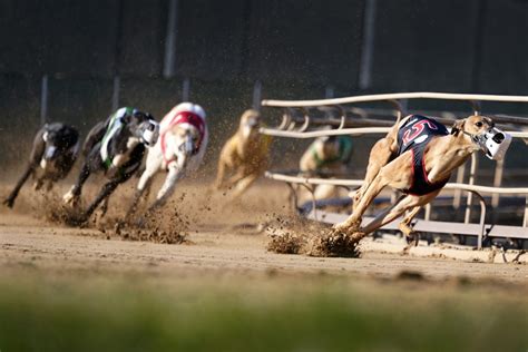 Greyhound Racing Nearing Its End In The Us After Long Slide The