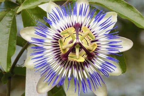 How To Dry Passion Flowers Urban Garden Gal