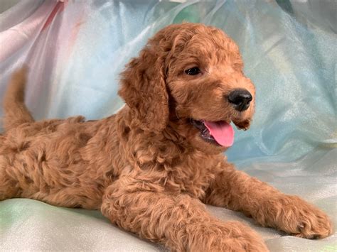 As a breeder of bernedoodle, sheeapdoodle, and goldendoodle puppies, we have our hands full! Miniature Goldendoodles, Dark Reds, F1 and F1b's, Iowa ...
