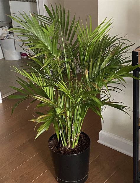 Indoor Cat Palm Browningyellowing Gardening And Landscaping Stack Exchange