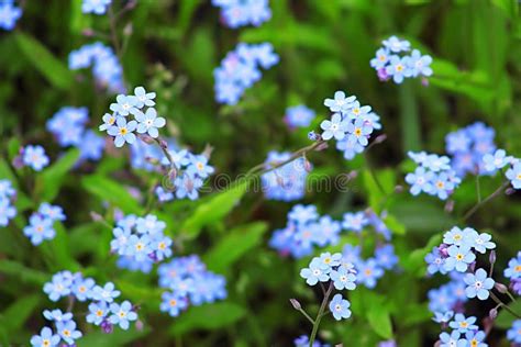 Forget Me Not Blue Flowers Stock Image Image Of Delicate 76961191