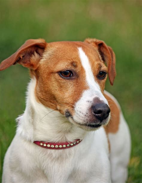 Dog Jack Russell Terrier Free Stock Photo Public Domain Pictures