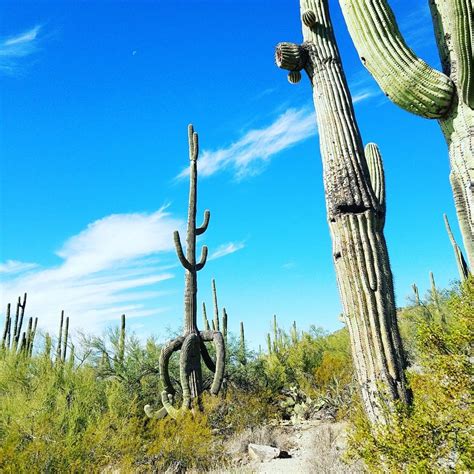 This Gorgeous View Of Saguaros Is One Of The Many Views You Will See In
