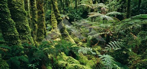 Moss Covered Tree Trunks And Ferns In Breaksea Sound In Fiordland