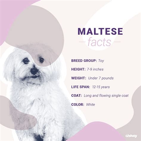 Maltese Dog Breed Facts Temperament And Care Info