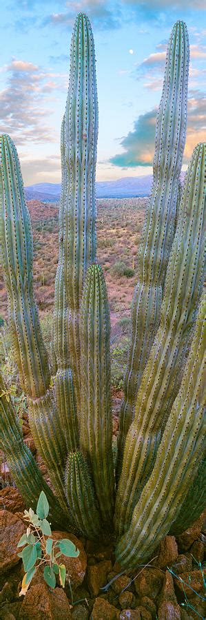 Pitaya Cactus Plant In Desert Mulege Photograph By Panoramic Images