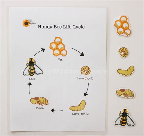 Bee Life Cycle Printable Pdf Teaching Supplies For Preschool Etsy