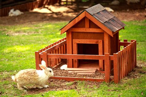 Aquí tienes algunas de las mejores casas para conejos de interior: COMO HACER UNA CASA DE MADERA PARA CONEJO - Conejitos
