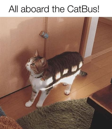 28 Catnip Filled Memes To Satisfy Your Caturday Obsession Cats