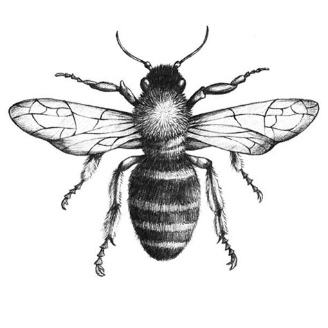 Queen Bee Drawing Beautiful Image Drawing Skill