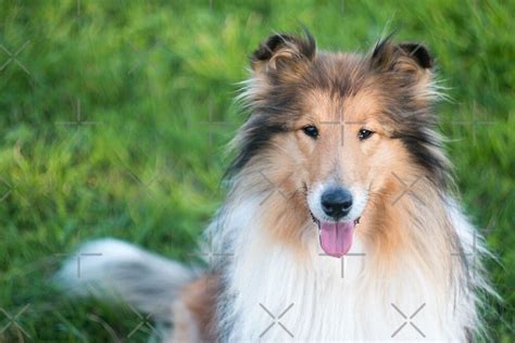 Gold Rough Collie From Above Portrait Sticker By K4nashi Rough