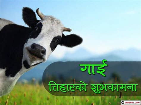 Happy Gai Tihar Cow Puja Nepal Greetings Cards Image Wallpapers