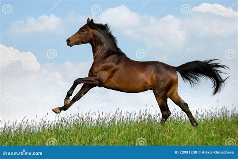 Bay Horse Gallops In Field Stock Photo Image Of Blue 23981808