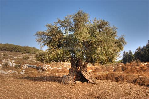 A Beautiful Old Olive Tree Located At The Edge Of An Olive Grove In The