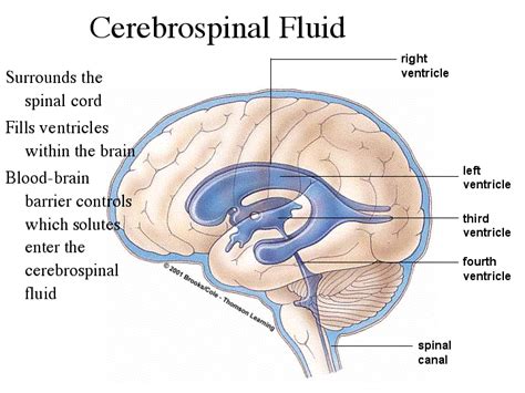 Cerebrospinal Fluid Csf Is A Liquid That Has No Color And Fills The