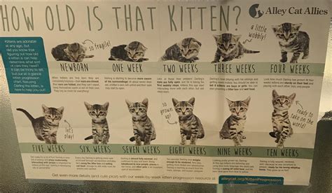 Check out our newborn kitten progression chart. The_Lantean (u/The_Lantean) - Reddit