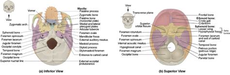 The Skull Anatomy And Physiology I