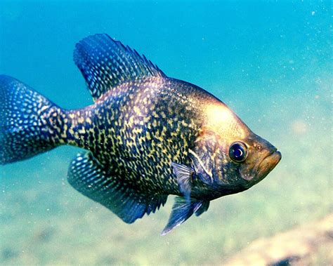 What Is A Crappie And How To Identify Them Fishing Guide