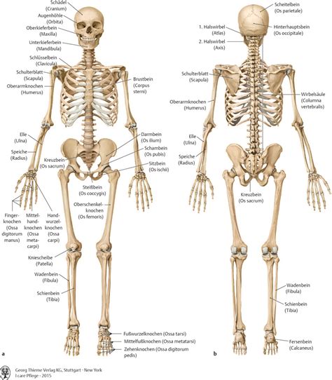 The thieme atlas of anatomy is written by the three german anatomy professors schünke, schulte and schumacher (original german title: 13. Bewegungssystem - Pflegepädagogik - Georg Thieme Verlag