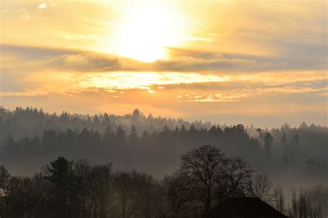 Free Picture Dawn Sunrise Mist Forest Tree Fog