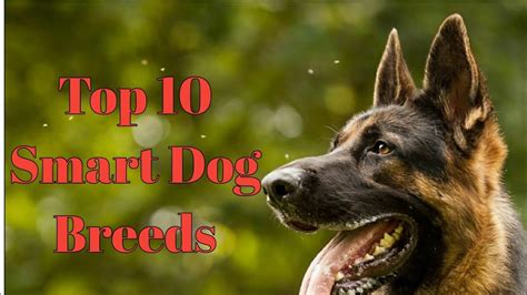 Top 10 Smart Dog Breeds🐶 In The World Youtube