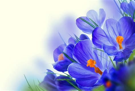 Download Blue Flower Flower Nature Crocus 4k Ultra Hd Wallpaper