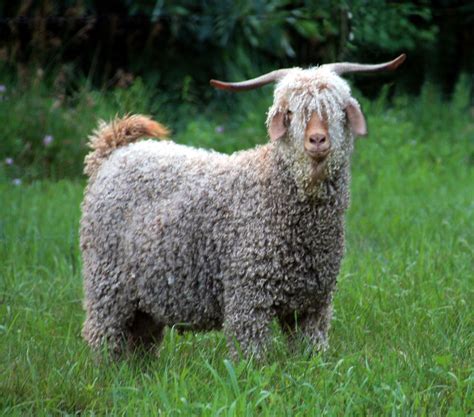 Pictures Of Colored Angora Goats