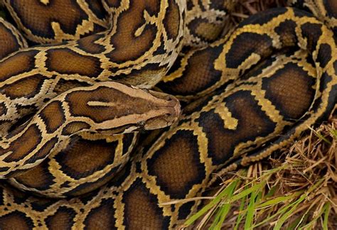 Could Invasive Burmese Pythons Soon Be On The Menu In Florida Smart