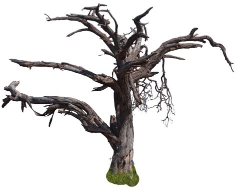 Dry Tree Png By Pallab34 On Deviantart