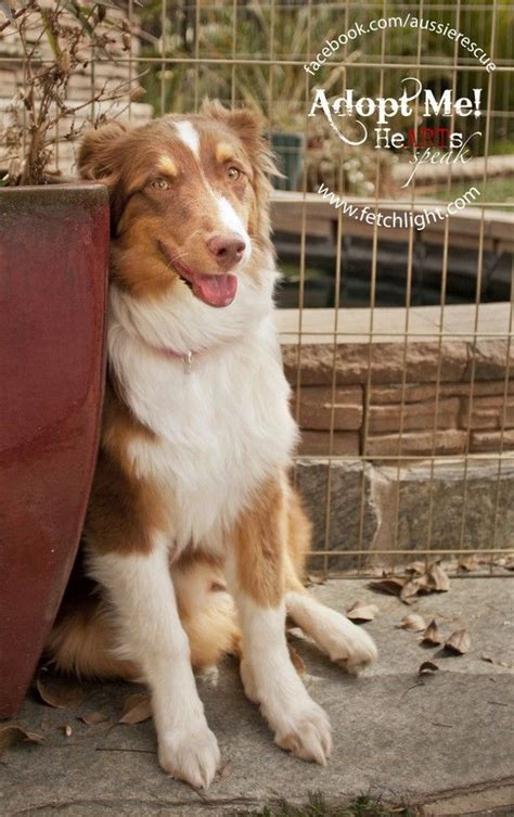 Tango Female Small Aussie Available At Aussie And Others Rescue San