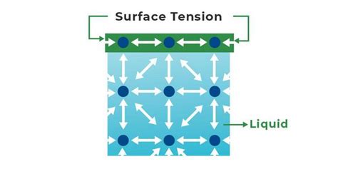 Surface Tension Definition Formula Causes Examples And Faqs