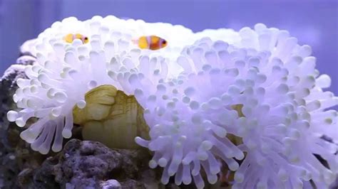 Baby Clownfish In Anemone Youtube