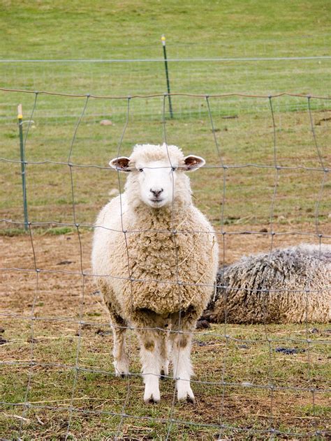 Domestic Mixed Breed Dairy Sheep Photograph By Bonnie Sue Rauch Fine