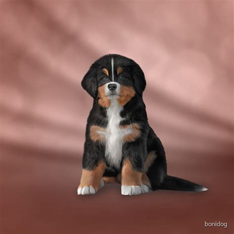 Drawing Puppy Bernese Mountain Dog By Bonidog Redbubble