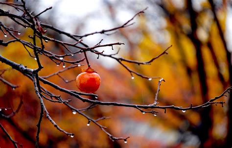 Wallpaper Autumn Drops Branches Blur Images For Desktop Section
