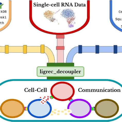 The Cell Cell Communication Framework Download Scientific Diagram