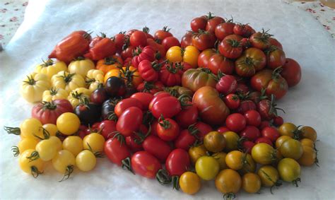 All Different Kinds Of Tomatoes Varieties From Our Own Garden 2013