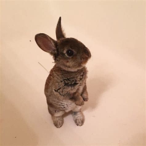people are seriously loving this video of a very cute rabbit trying to jump into a bath cute