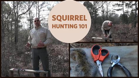 Squirrels are not naturally aggressive, but they may get frantic if cornered. How to Clean a Squirrel - YouTube