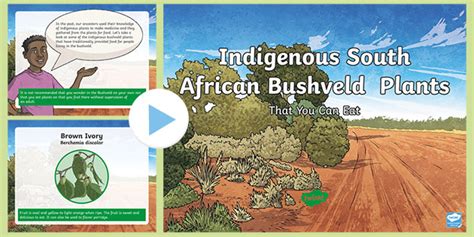 Edible Indigenous South African Bushveld Plants A2 Display Poster