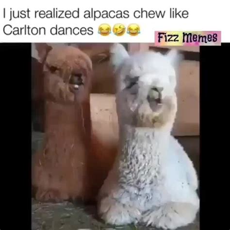 I Just Realized Alpacas Chew Like Carlton Dances And Fizz Memes Ifunny