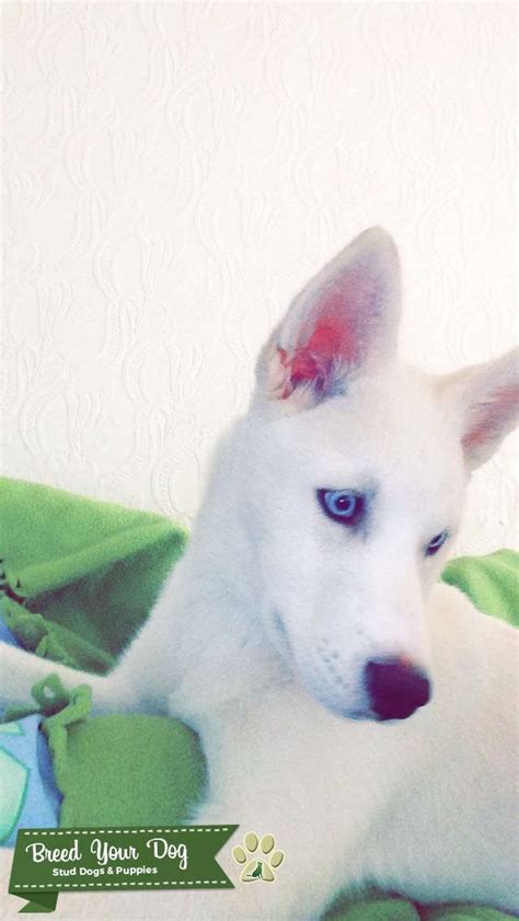 All White Siberian Husky With Blue Eyes Stud Dog In London United
