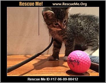 19,281 likes · 105 talking about this · 7 were here. New Jersey Bengal Rescue ― ADOPTIONS ― RescueMe.Org