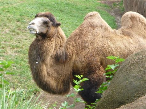 This Grumpy Camel Was Not In The Mood To Negotiate