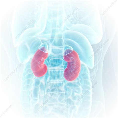 Illustration Of The Kidneys Stock Image F0236744 Science Photo