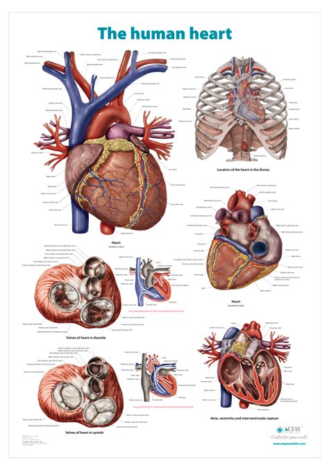 The Human Heart Anatomical Wall Chart Altay Scientific
