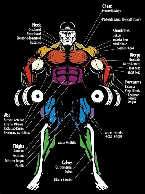 Muscle Chart Poster Anatomy Diagram Bodybuilding Poster Etsy Israel